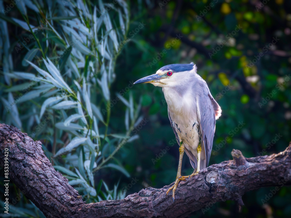 Fototapeta premium a black crowned Night Heron bird perched up in a tree branch