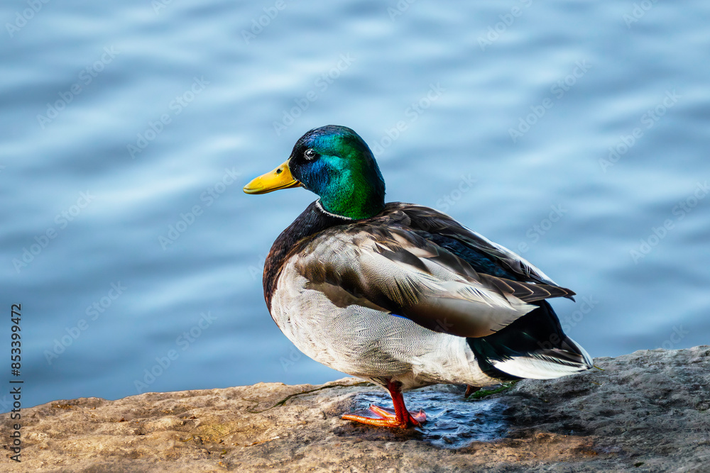Beautiful drake male Mallard duck standing ion the stone by the water Beautiful drake male Mallard duck standing ion the stone by the water