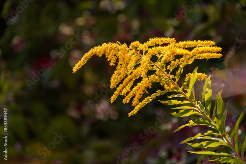 Ambrosia, ragweed (goldenrod) is a genus of perennial strong allergenic grasses. Meadow on a sunny summer day. photo