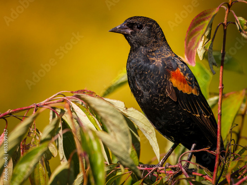 Close up of a male red-winged blackbird perched on tree branches among green leaves