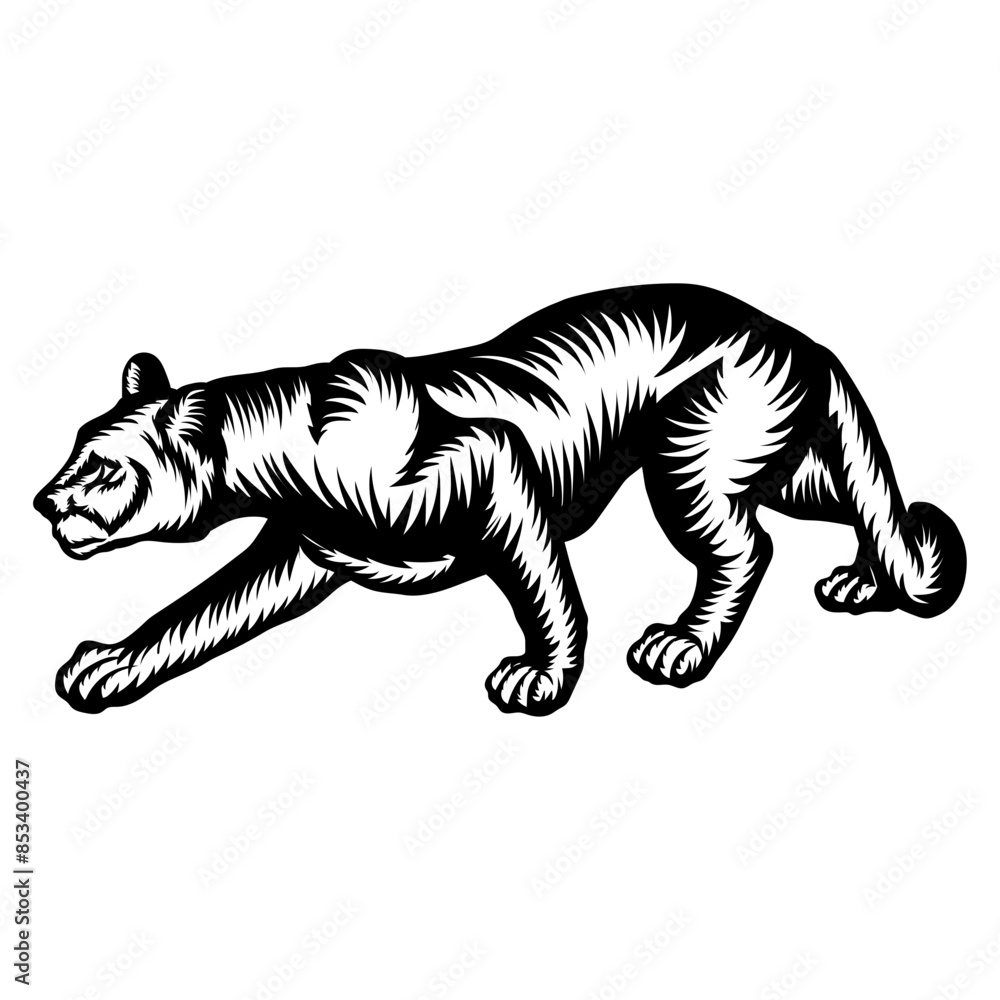 Obraz premium Mountain Lion Crawling