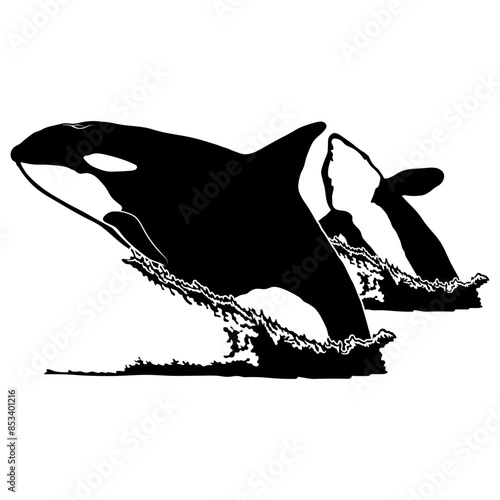 Orca Killer Whale