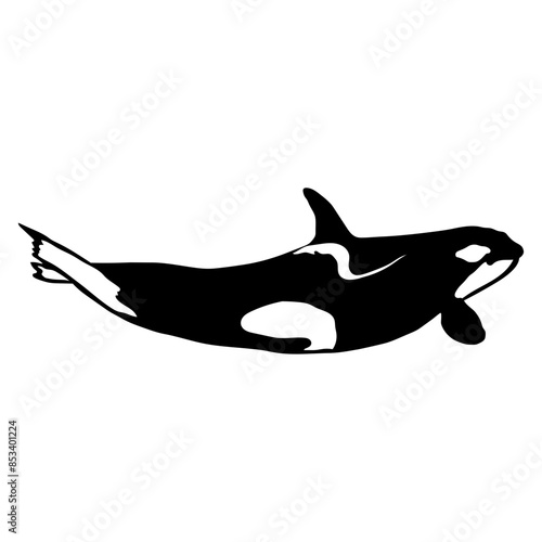 Orca Killer Whale