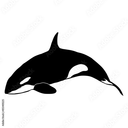 Orca Killer Whale