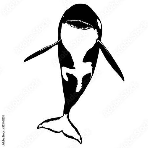 Orca Killer Whale