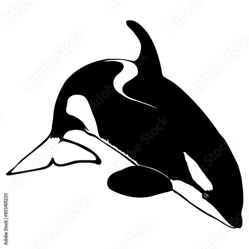 Orca Killer Whale