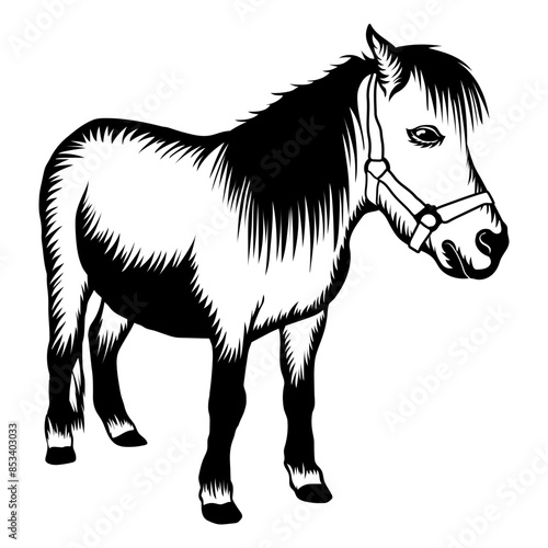Pony Horse
