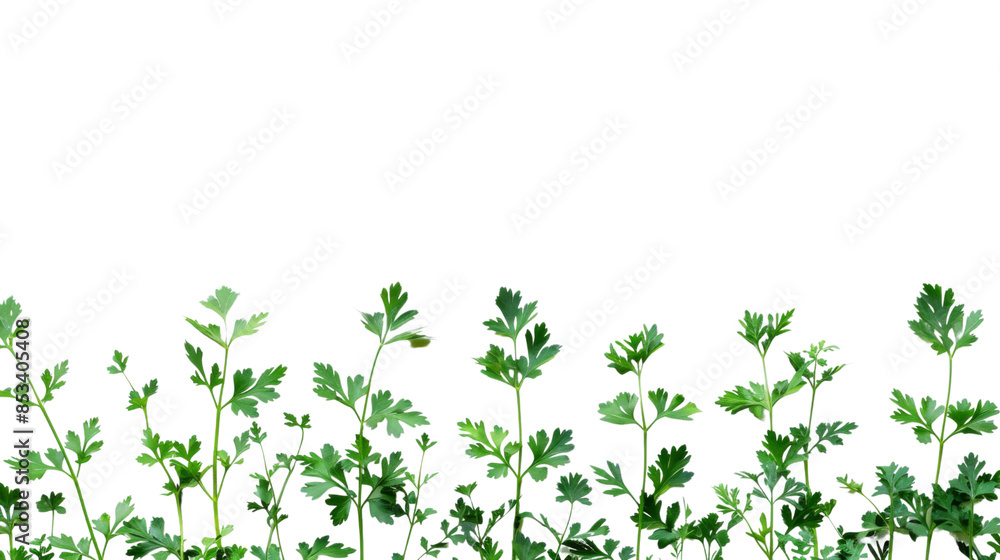 Parsley herb on white background Parsley herb on white background