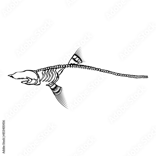 Shark Skeleton  Shark Great White Shark Shark