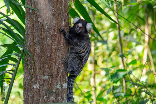 Foto Sagui-de-tufo-branco, sagui-do-nordeste, mico-estrela ou sagui-comum