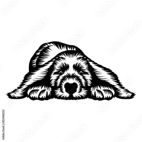 Sleeping Dog English Cocker Spaniel