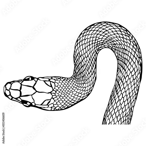 Snake Head