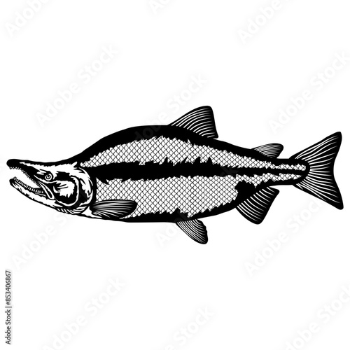Sockeye Salmon
