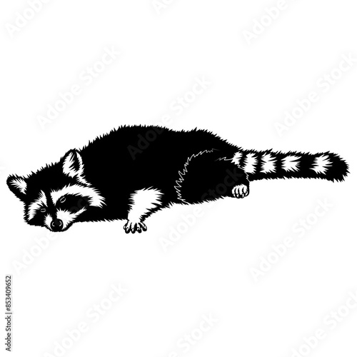 Tired Raccoon