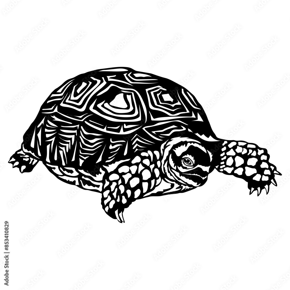 Fototapeta premium Turtle Turtoise Sea Creatures Turtle