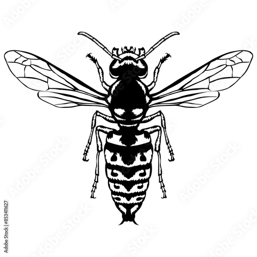 Wasp
