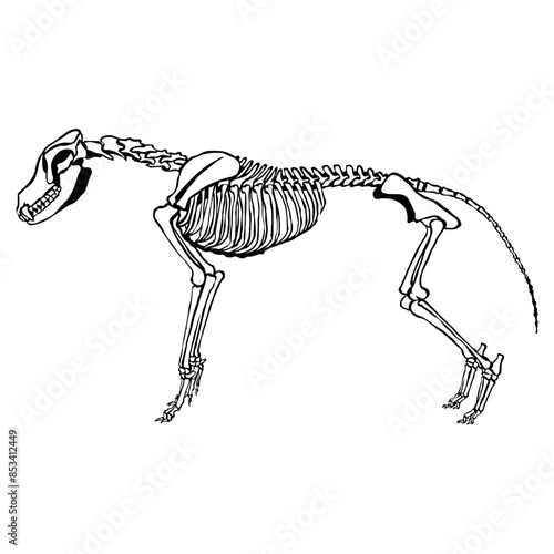 Wolf Skeleton