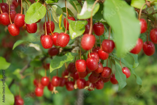 Ripe Autumn Olive Berries (Elaeagnus Umbellata) growing on a branch . oleaster