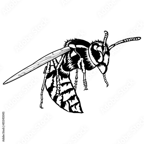 Yellow Jacket  Wasp Insect Wasp