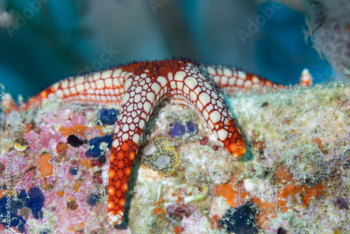 Fototapeta Naklejka Na Ścianę i Meble -  Close-up view of White and Red Starfish with intricate patterns and texture wrapped over coral reef