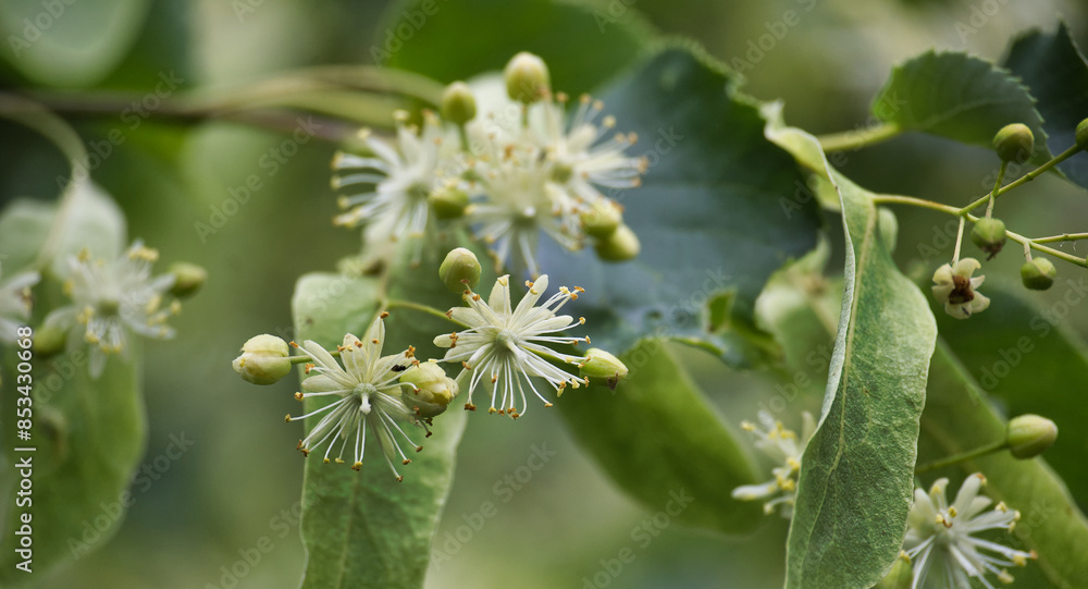 Blooming lime or linden tree with soft white flowers and green leaves Blooming lime or linden tree with soft white flowers and green leaves
