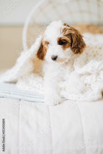 6 week Goldendoodle puppy on bed