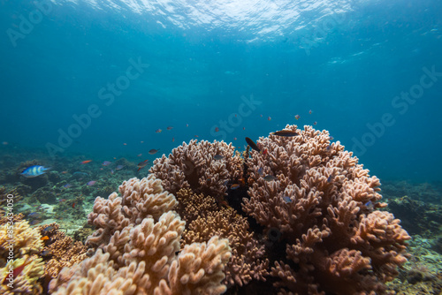 Fototapeta Naklejka Na Ścianę i Meble -  Tropical coral reef landscape view of coral head, fish, and hard and soft corals