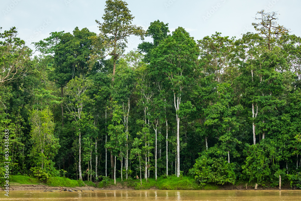 Fototapeta premium Lush trees and vegetation of the Borneo rainforest growing along the river bank