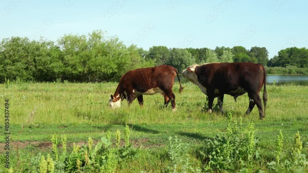 bull sniffing a female while she eats grass in a field, checking her readiness for mating bull sniffing a female while she eats grass in a field, checking her readiness for mating