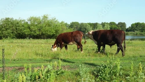 bull sniffing a female while she eats grass in a field, checking her readiness for mating