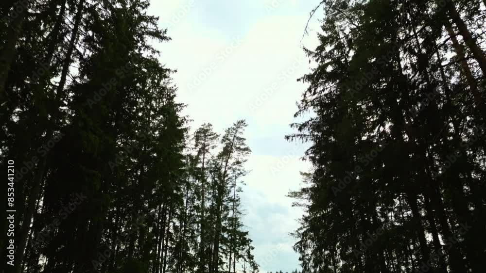 Aerial view of tall pine trees in dense forest under cloudy sky, showcasing the serene beauty of nature Aerial view of tall pine trees in dense forest under cloudy sky, showcasing the serene beauty of nature