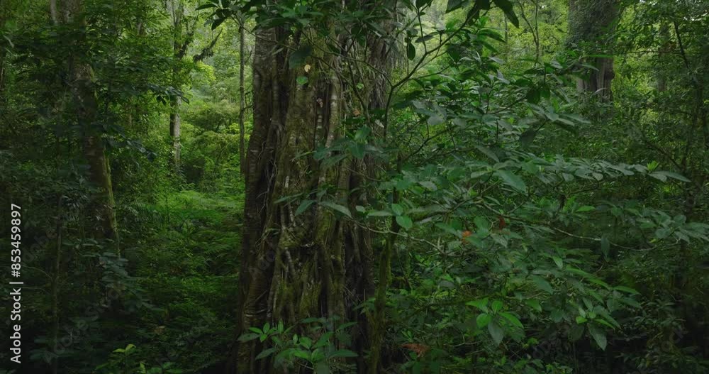 Big intertwined trees trunk in Tropical forest. Drone view of Bali. Big intertwined trees trunk in Tropical forest. Drone view of Bali.