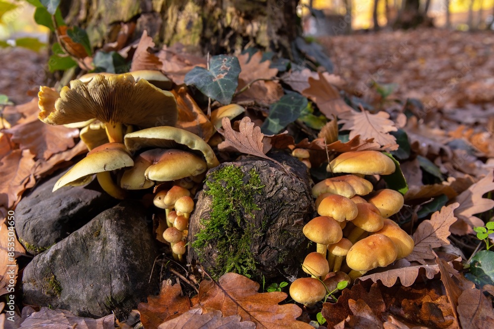 Yellow mushrooms on a stump in the forest Yellow mushrooms on a stump in the forest