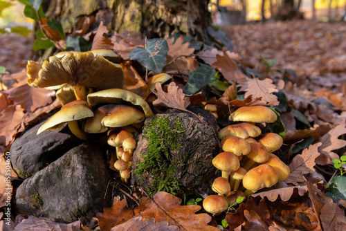 Yellow mushrooms on a stump in the forest © Борис Масюра