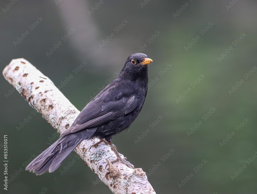 Close-up shot of a blackbird perched on a branch with a blurred green background Close-up shot of a blackbird perched on a branch with a blurred green background