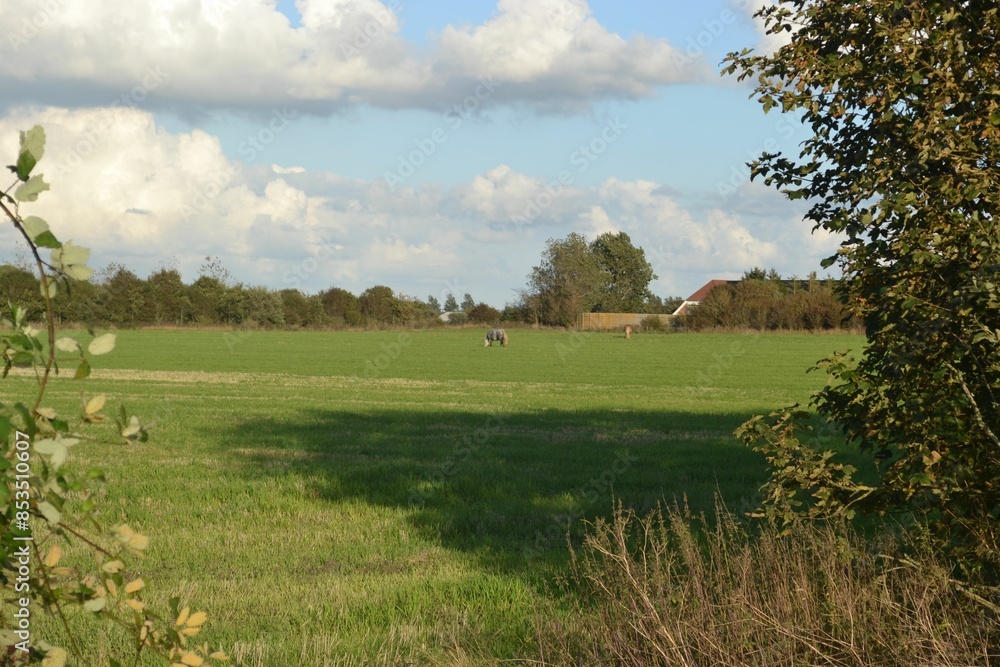 Fototapeta premium Images from the south Denmark nature