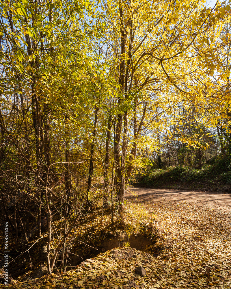 a dirt road through the woods covered in fall leaves and grass a dirt road through the woods covered in fall leaves and grass