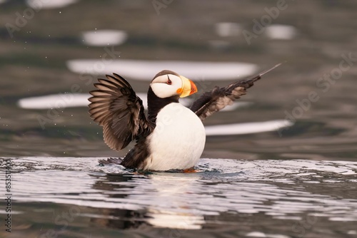 puffin with open wings standing on water in a natural habitat. photo