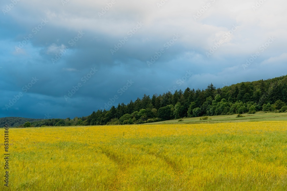 Obraz premium Vibrant landscape of a yellow field with a forest and dramatic cloudy sky in the background.