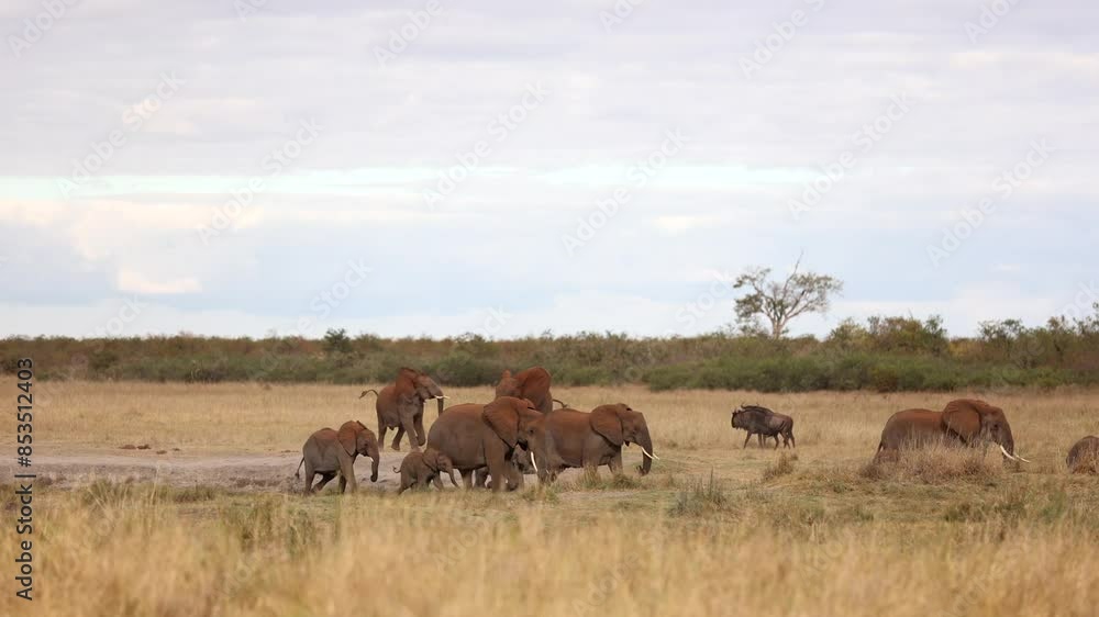 Herd of elephants excitedly running around waterhole in an open floodplain in Kruger National Park, South Africa. Herd of elephants excitedly running around waterhole in an open floodplain in Kruger National Park, South Africa.