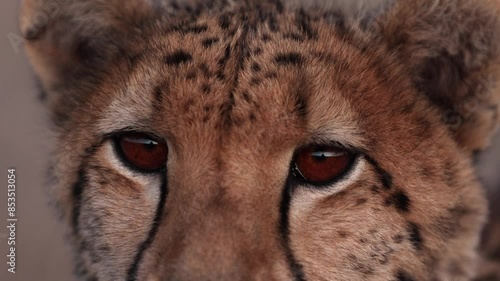 Tight, detailed close up of female cheetah's face and eyes at eye level as she scans past the camera and blinks in very soft, warm light in Free State, South Africa.