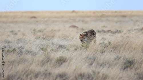 Lone cheetah smoothly walking through grasslands in soft light, looking focussed in Free State, South Africa.