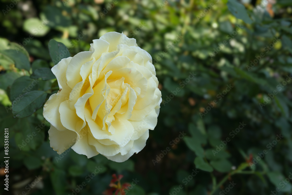 都心散歩 足元の花々 都心散歩 足元の花々