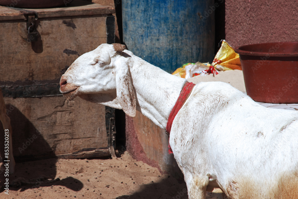 Goat in the vintage street of Saint-Louis, Senegal, West Africa