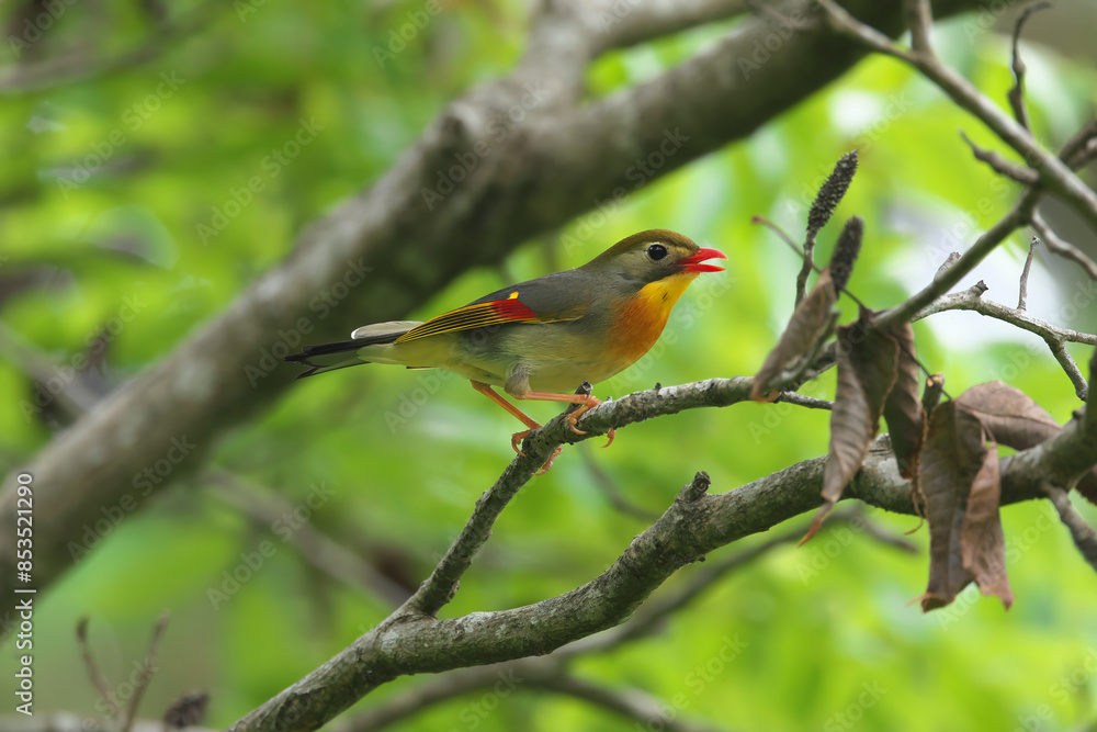 Pekin Robin on alert Pekin Robin on alert