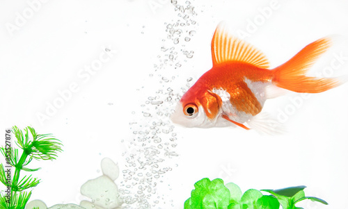 red goldfish in aquarium