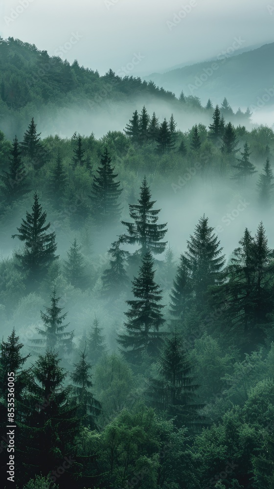 Misty forest with sunlight beams Misty forest with sunlight beams
