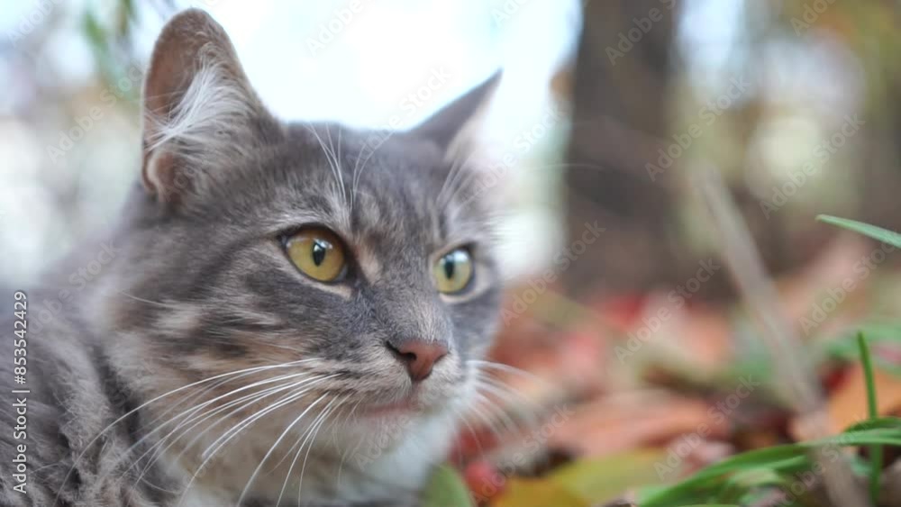 A cat is laying on the ground with its head tilted to the side. The cat has a blue eye and is surrounded by leaves and grass. The scene has a peaceful and calm mood. A cat is laying on the ground with its head tilted to the side. The cat has a blue eye and is surrounded by leaves and grass. The scene has a peaceful and calm mood.