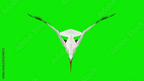 White Stork Bird - Flying Loop -Front Top View Close Up - Green Screen 4K - Realistic naturalistic Ultra HD 3D animation isolated on chromakey background 