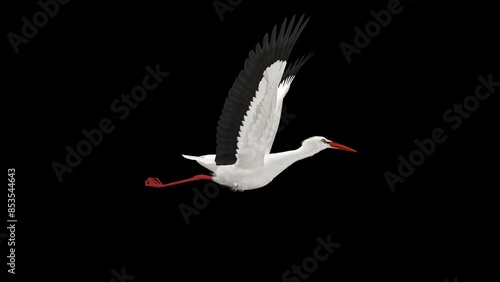 White Stork Bird - Flying Loop - Side View Close Up - Alpha Channel - 4K - Realistic naturalistic Ultra HD 3D animation isolated on transparent background 